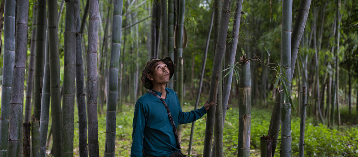 Man surrounded by bamboo