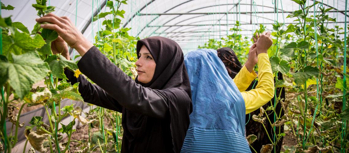 Women working in a greenhouse