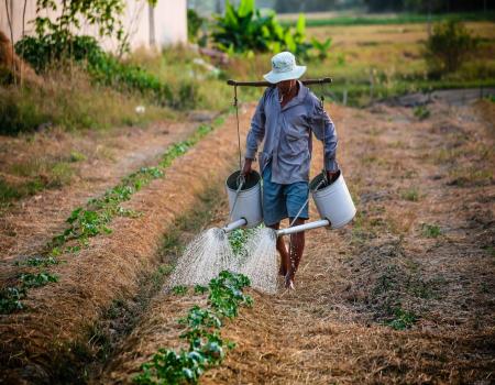 Man pouring water on crops in field